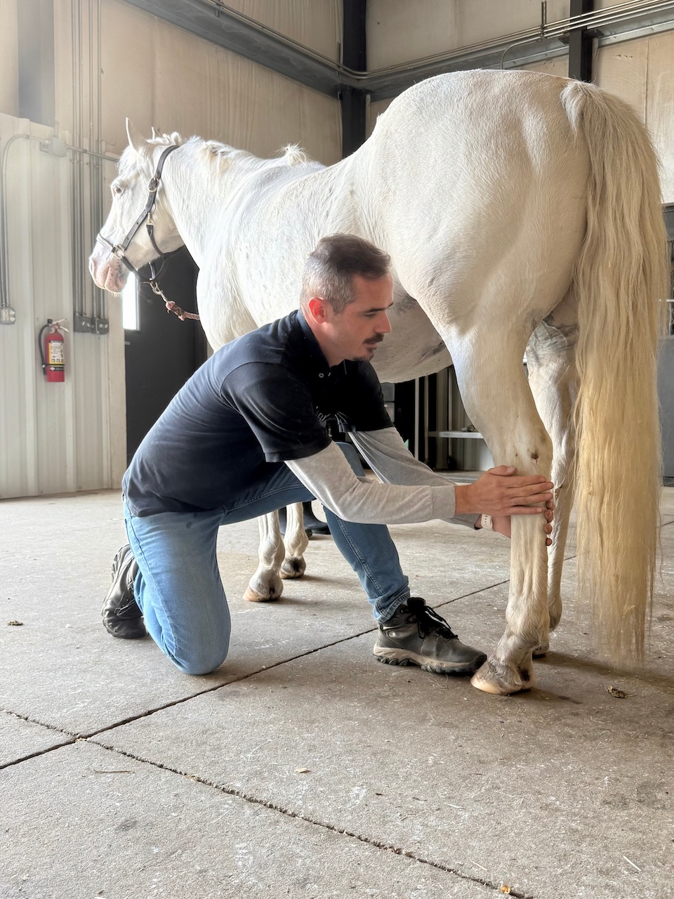 Tiago Miglio working on a horse's hind leg